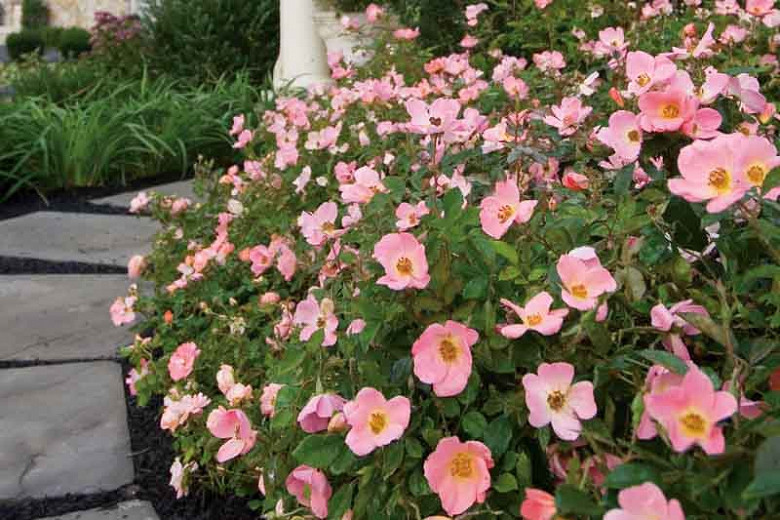 Rose 'Rainbow Knock Out®', Rosa 'Rainbow Knock Out®', Rosa 'Radcor', 'Rainbow Knock Out®' Rose, Shrub Roses, Pink Roses, Pink Flowers